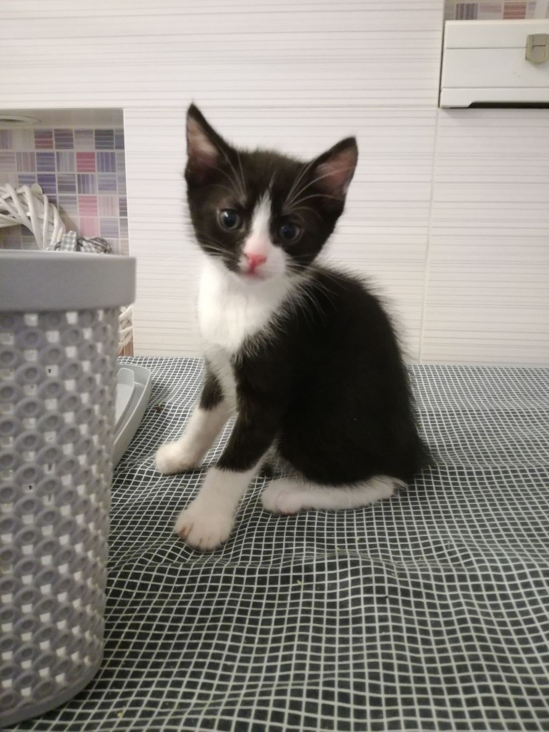 Mięta i jej dzieci. Bazylia – szczęśliwa adopcja :)