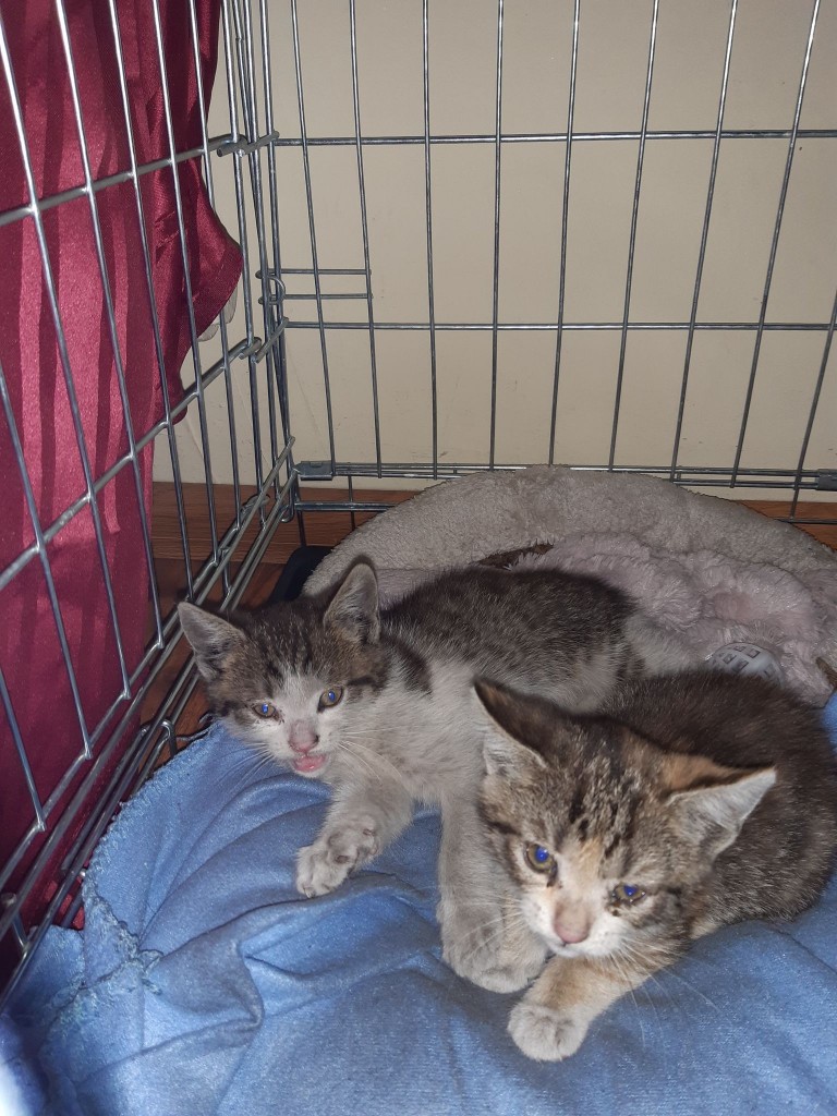 Abi i Odi już w domach :)