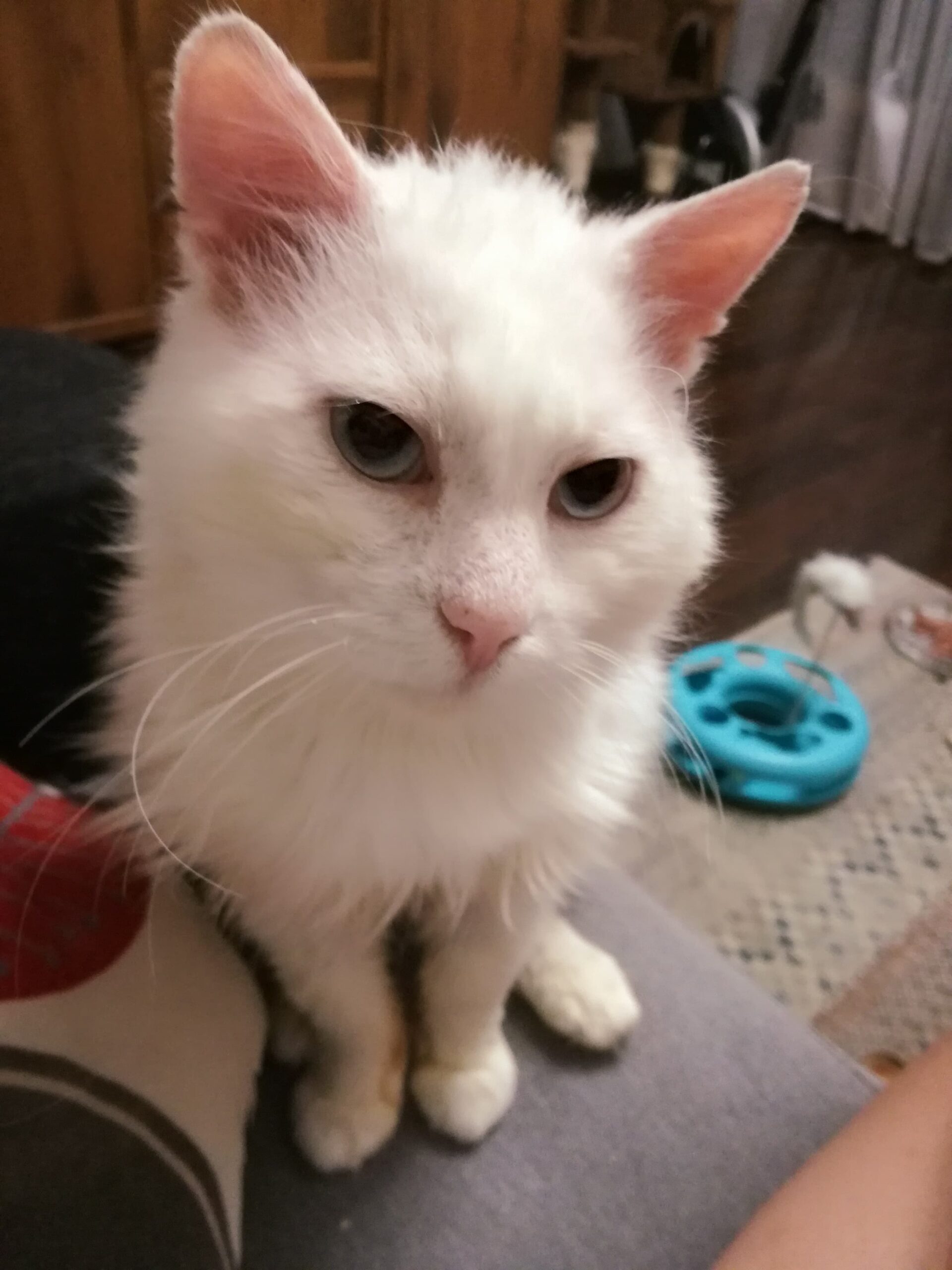 Adoptusie. Śnieżek - w domu :)