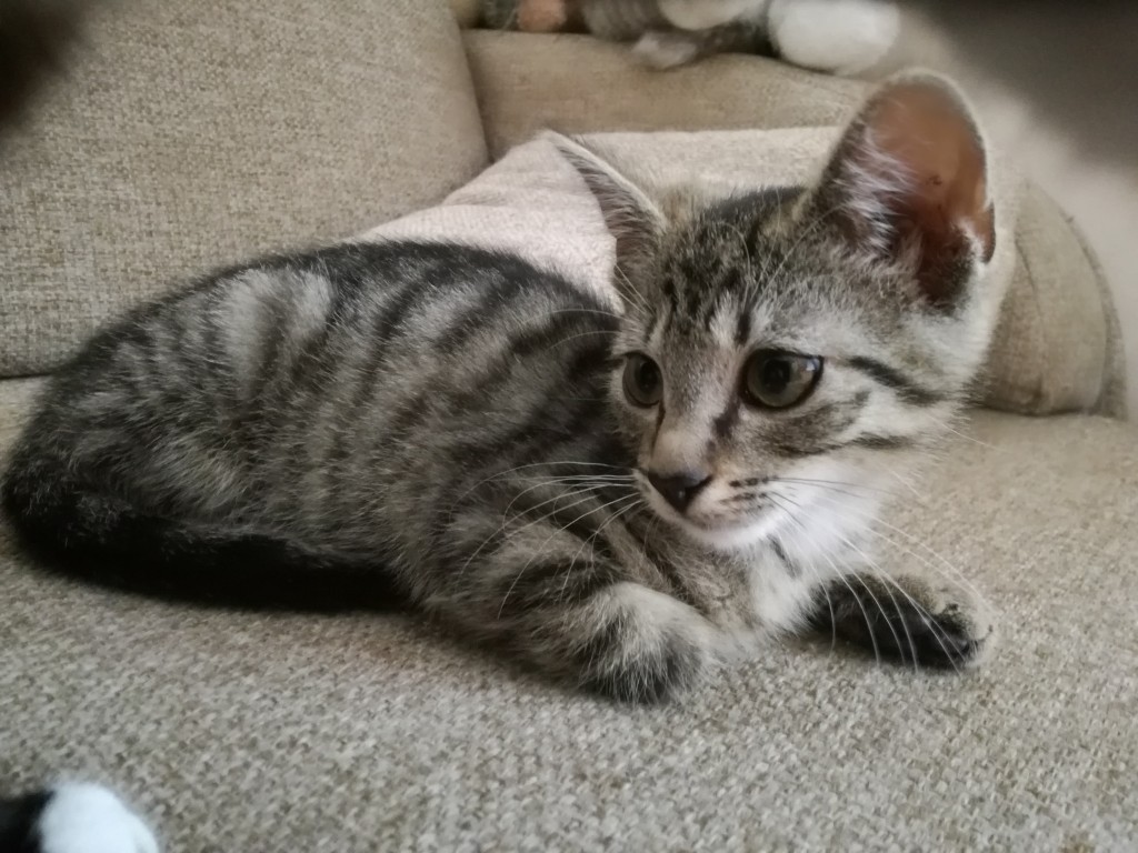 Adoptusie. Eklerek. W domu :)