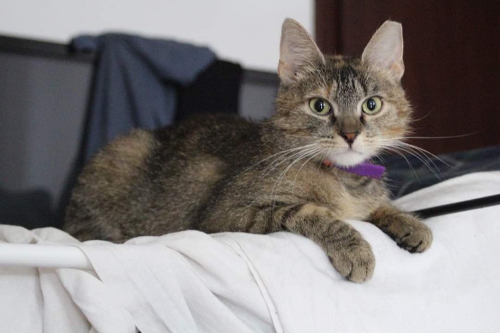 Adoptusie. Lukrecja - w domu :)