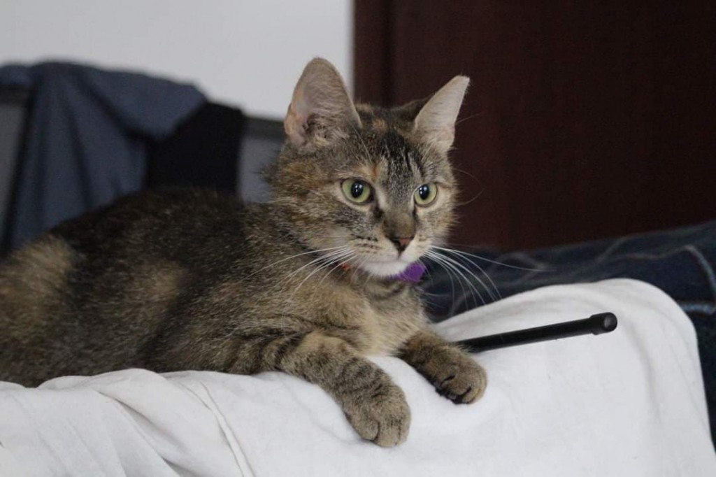 Adoptusie. Lukrecja - w domu :)