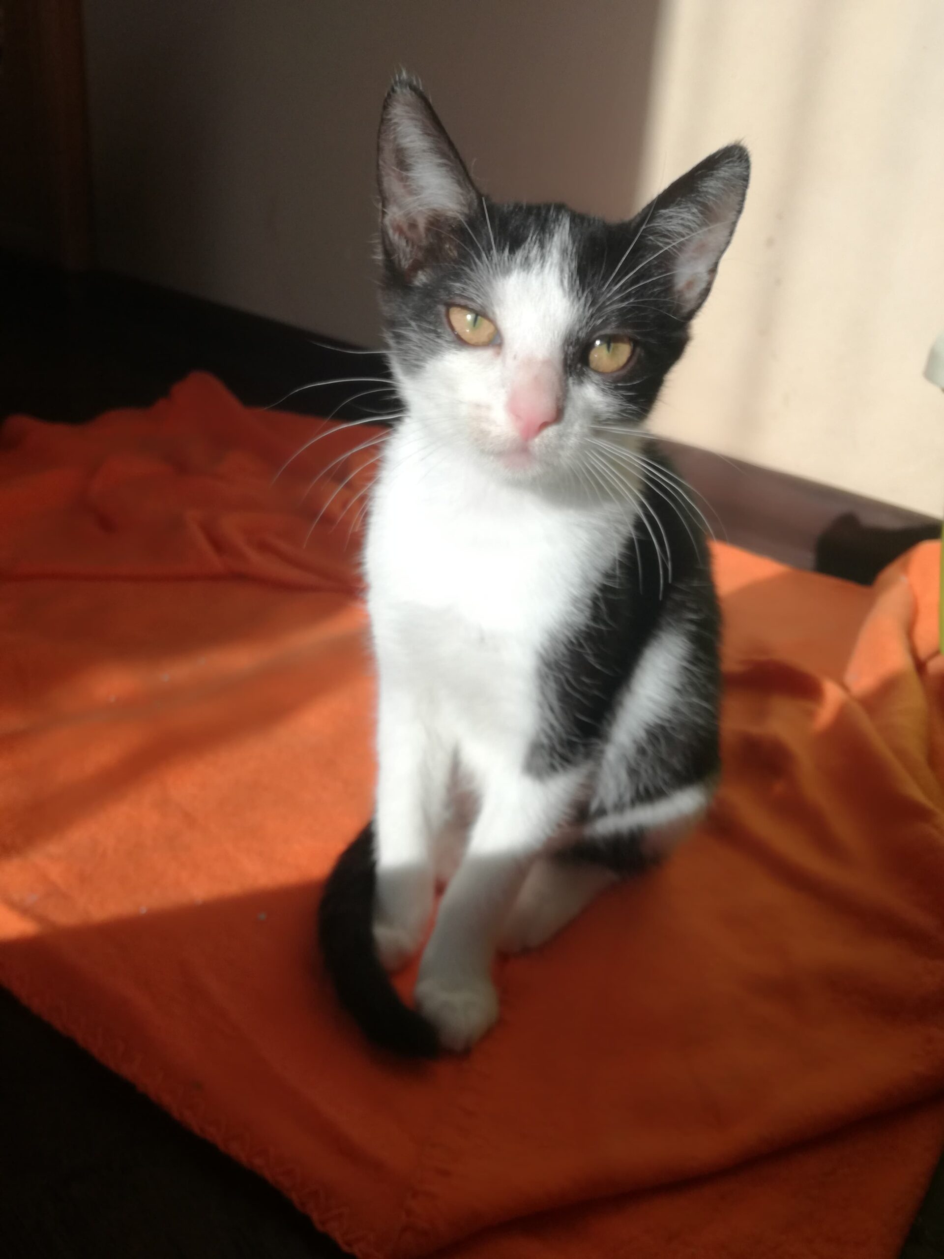 Adoptusie. Koniczynka - w domu :)