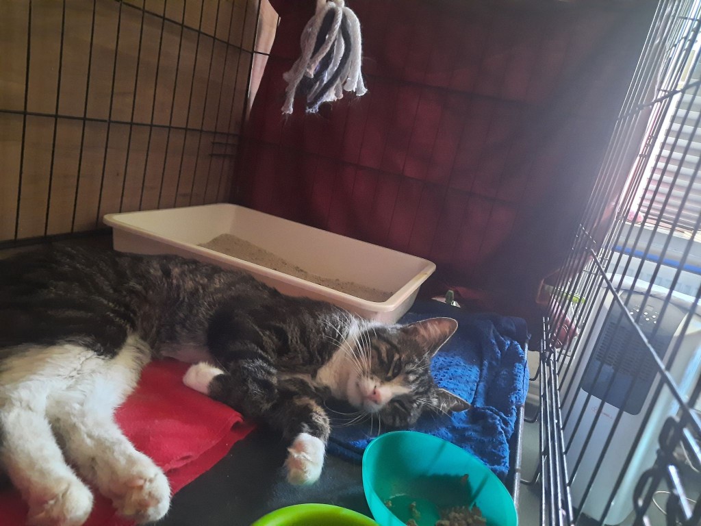 Rodriguez adoptowany :)