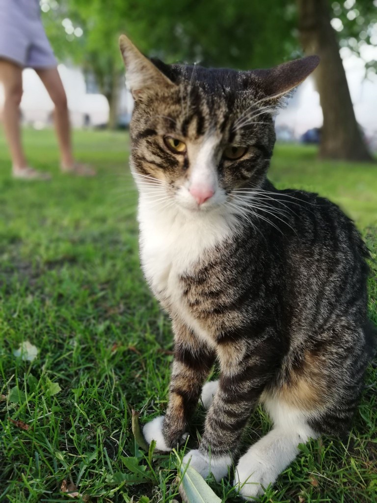 Rodriguez adoptowany :)