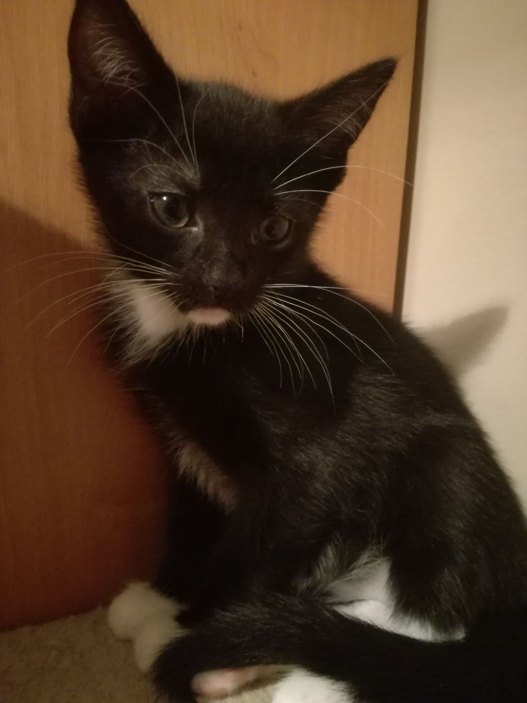 Adoptusie. Bazylia - w domu :)