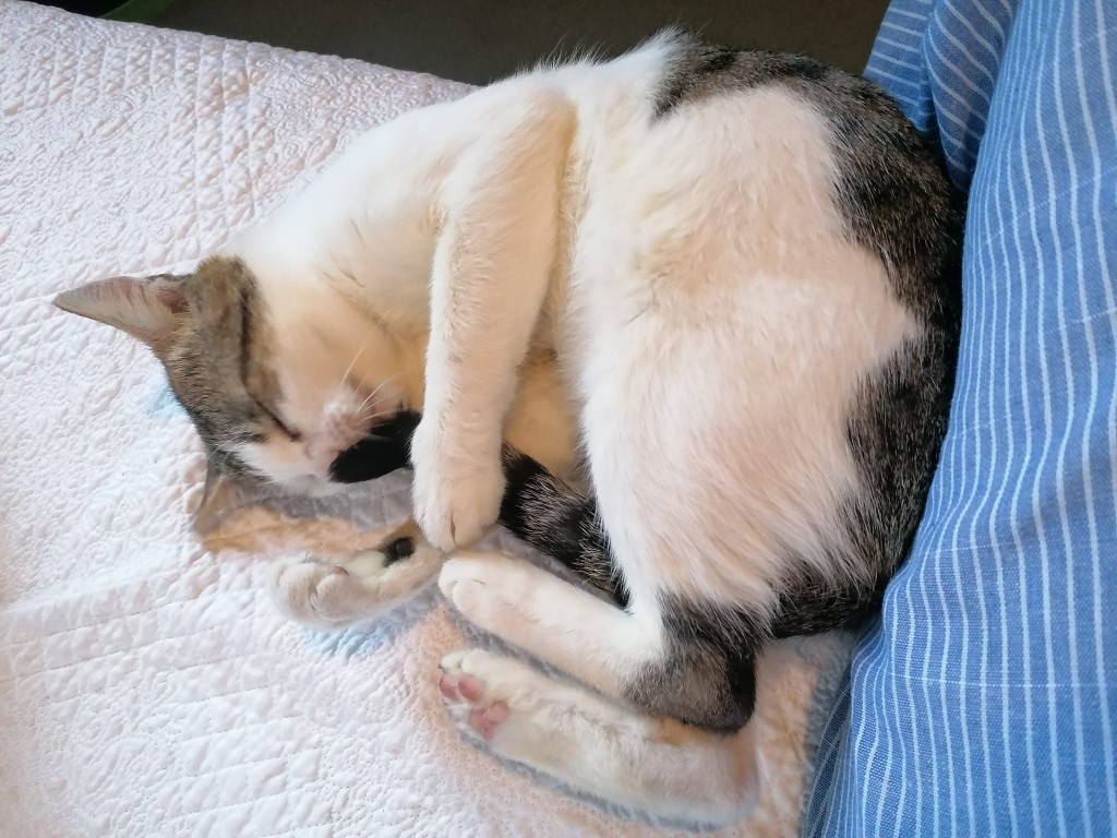 Adoptusie. Ilia FIV+ - w domu :)
