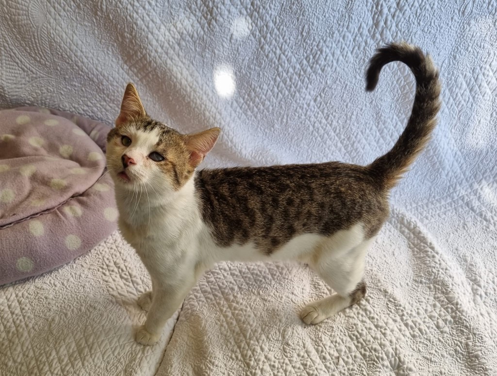 Adoptusie. Ilia FIV+ - w domu :)
