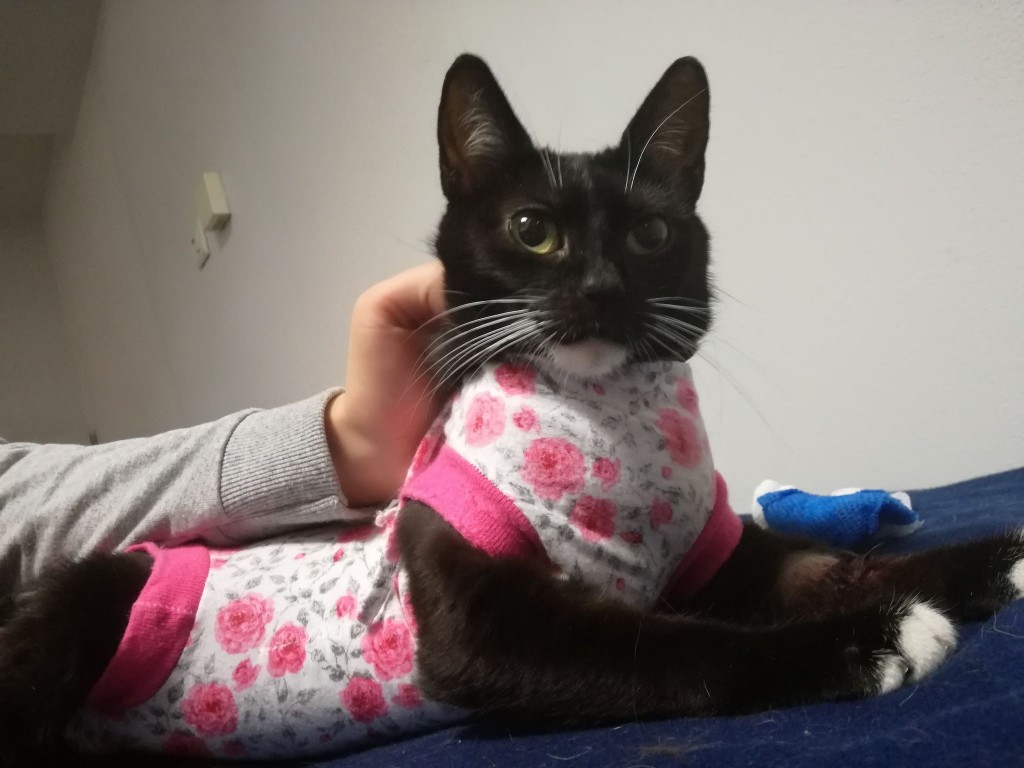 Mięta i jej dzieci. Bazylia – szczęśliwa adopcja :)