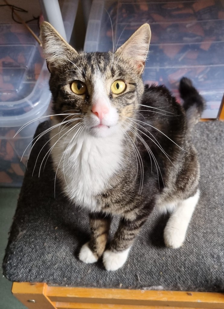 Rodriguez adoptowany :)