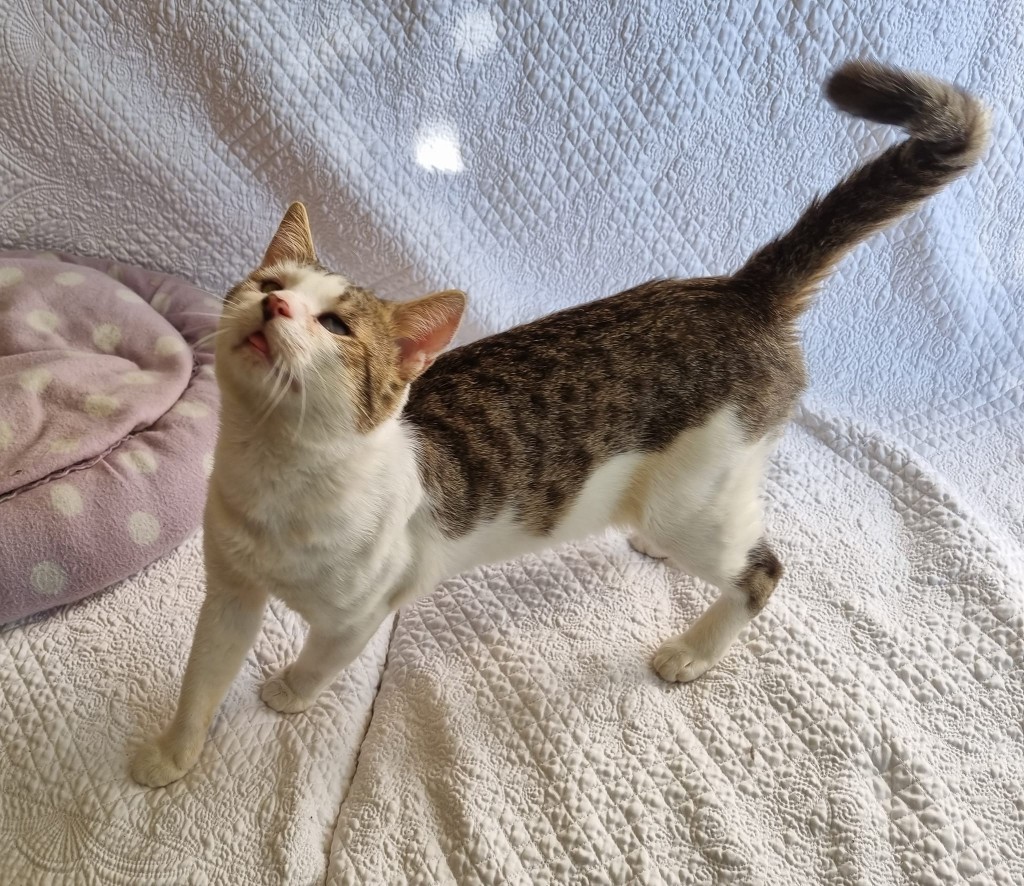 Adoptusie. Ilia FIV+ - w domu :)