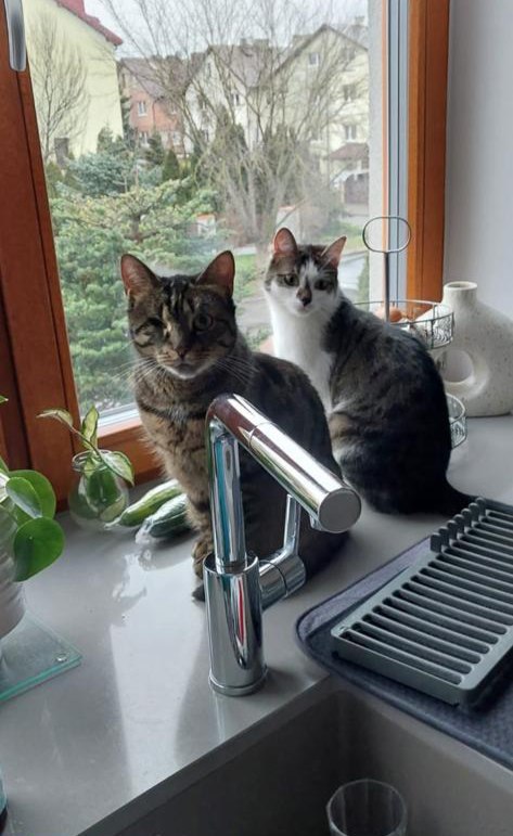 Jadzia i Lula. Adopcja do jednego domu :)
