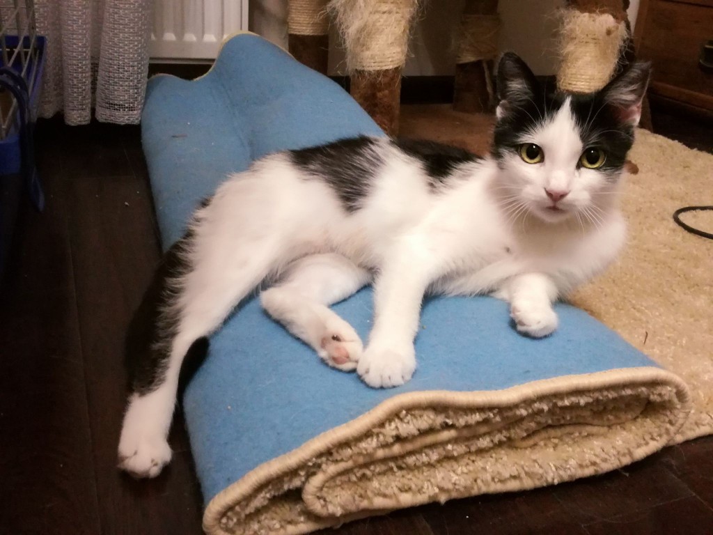 Adoptusie. Eazy - w domu :)