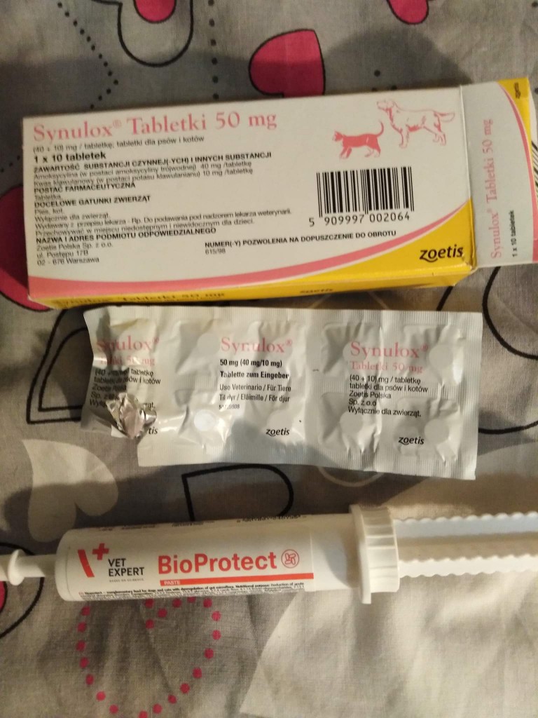 Słupek - szuka domu z kocim towarzystwem :)