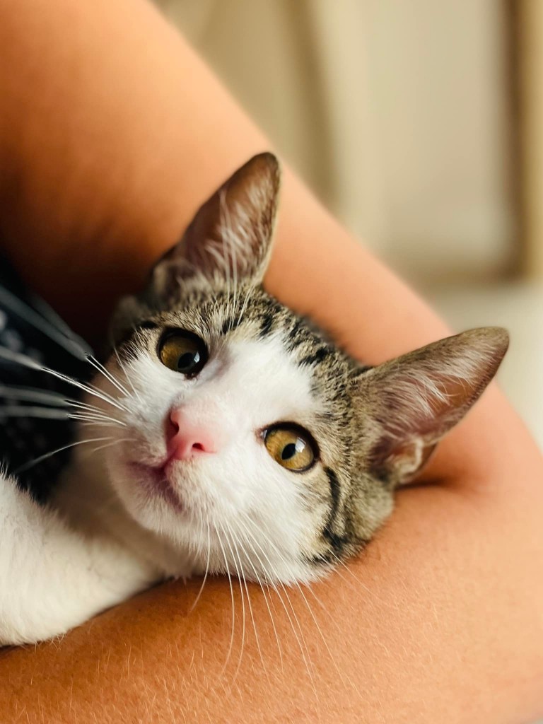 Adoptusie. Odi - w domu :)
