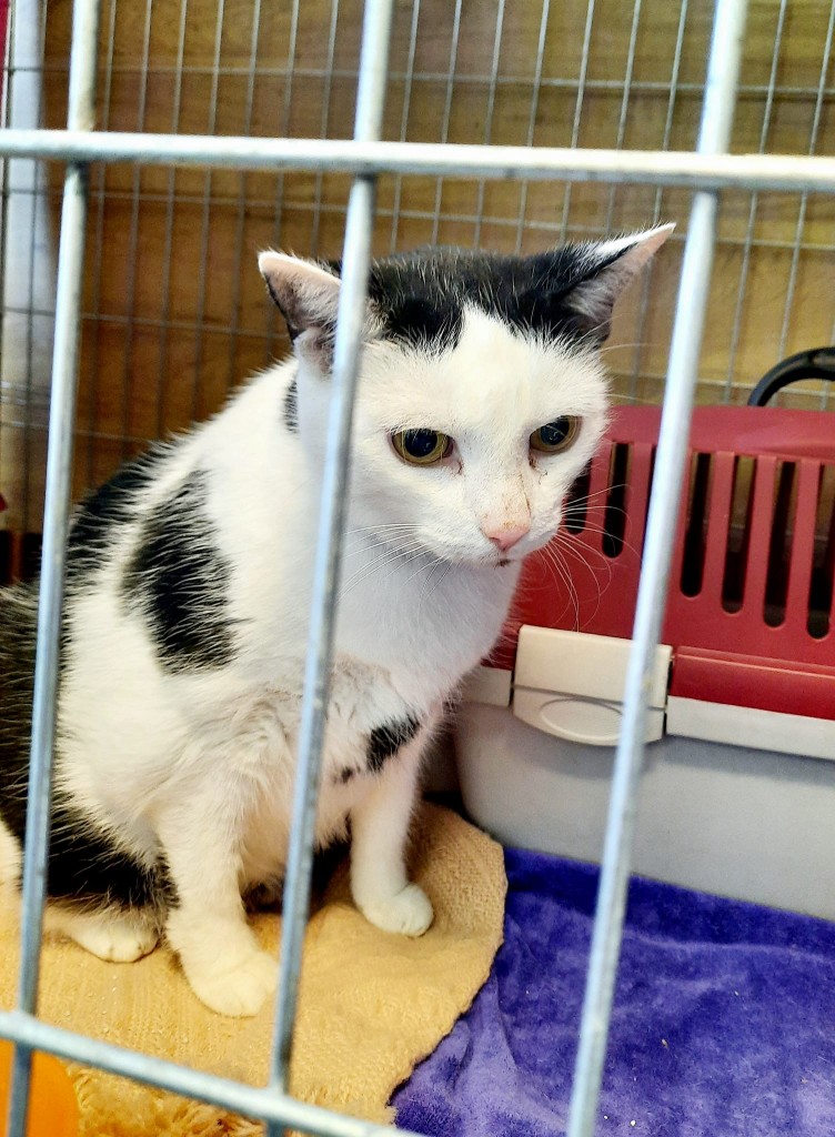 Osierocona Zuzia - adoptowana :)