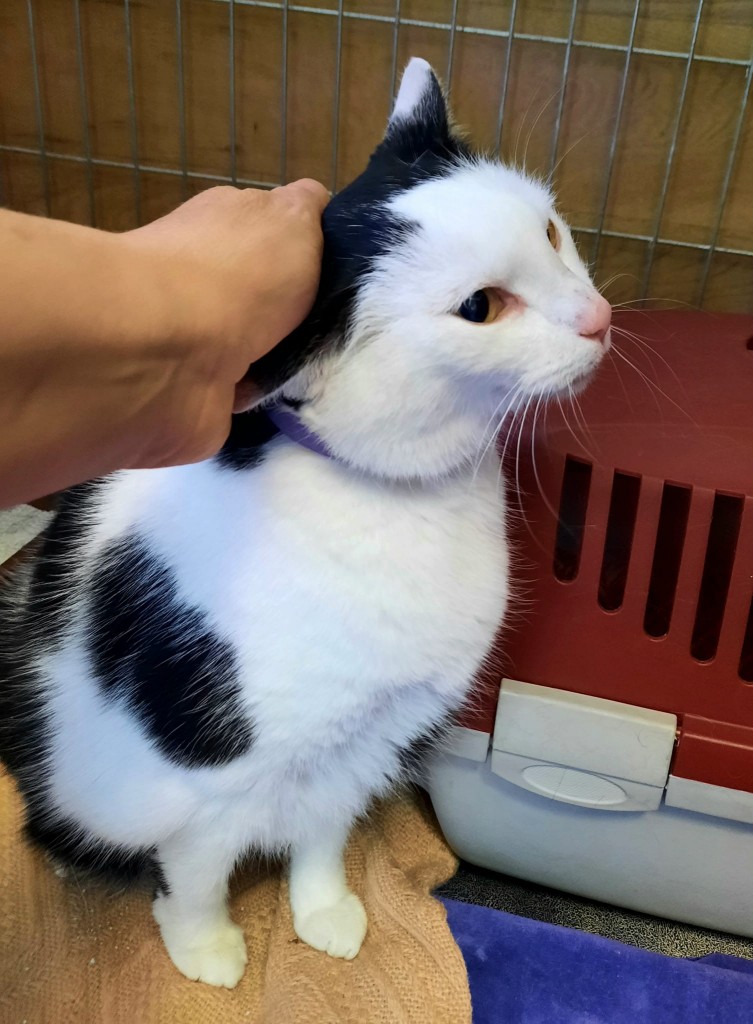 Osierocona Zuzia - adoptowana :)