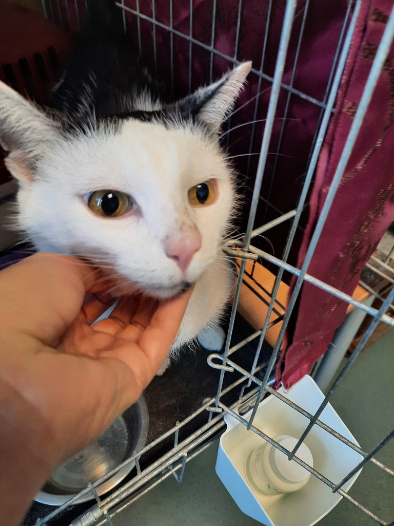 Osierocona Zuzia - adoptowana :)