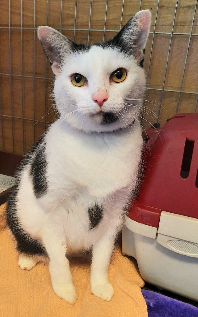 Osierocona Zuzia - adoptowana :)