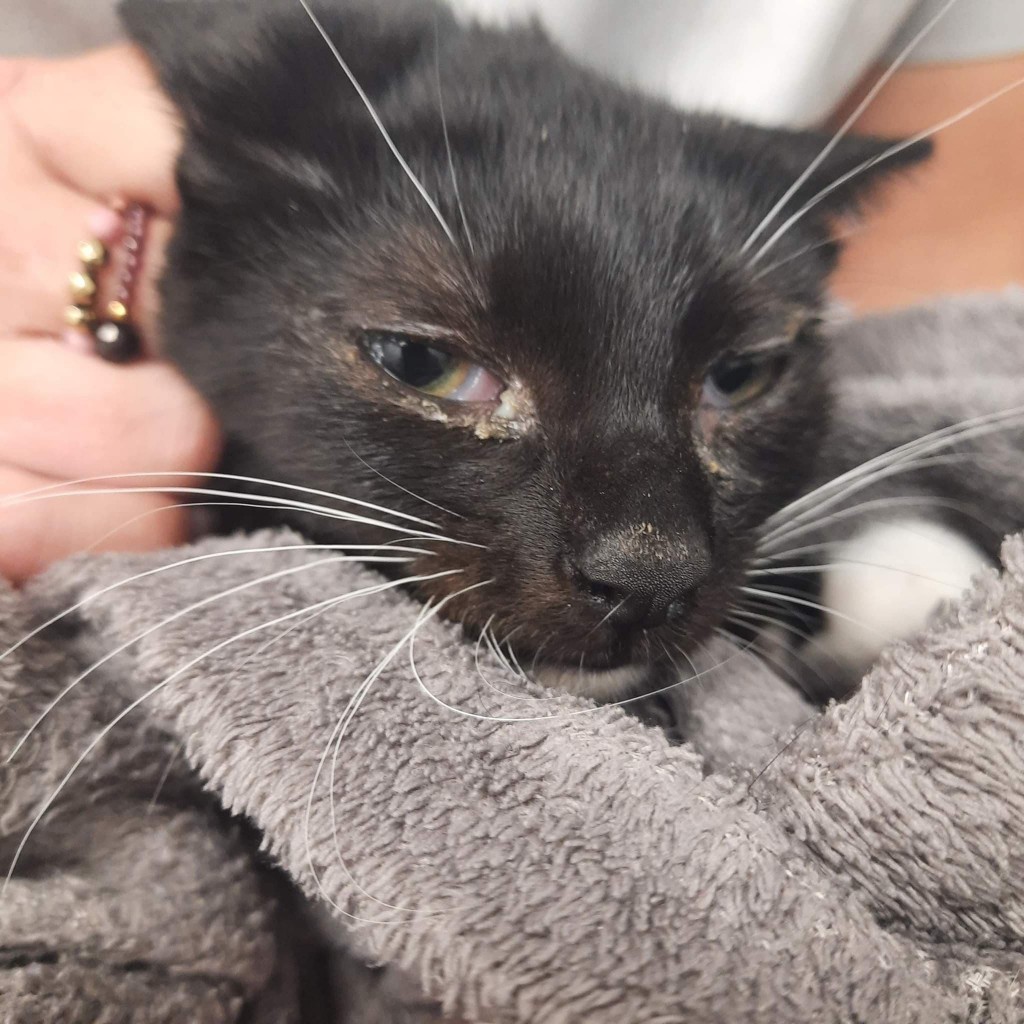 Mięta i jej dzieci. Bazylia – szczęśliwa adopcja :)