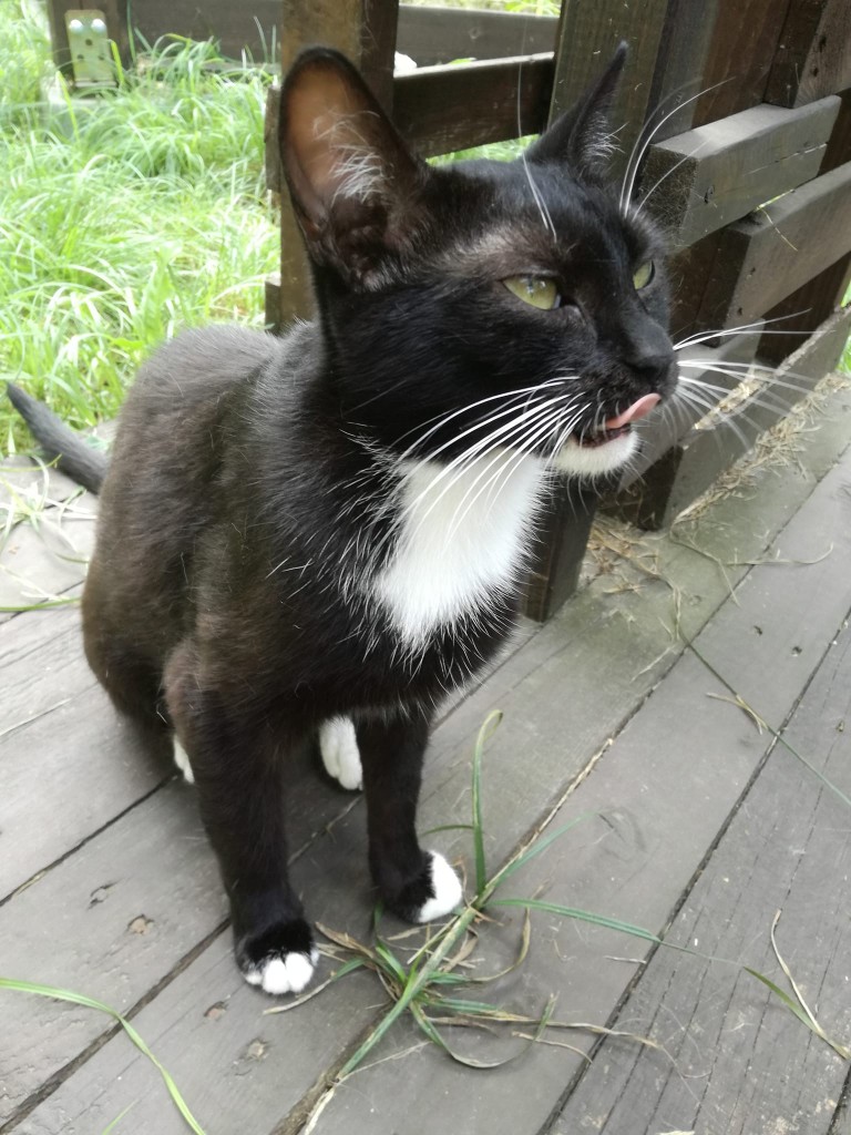 Mięta i jej dzieci. Bazylia – szczęśliwa adopcja :)