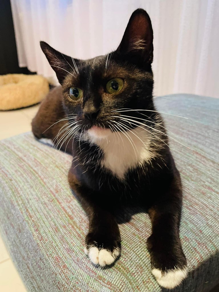 Mięta i jej dzieci. Bazylia – szczęśliwa adopcja :)