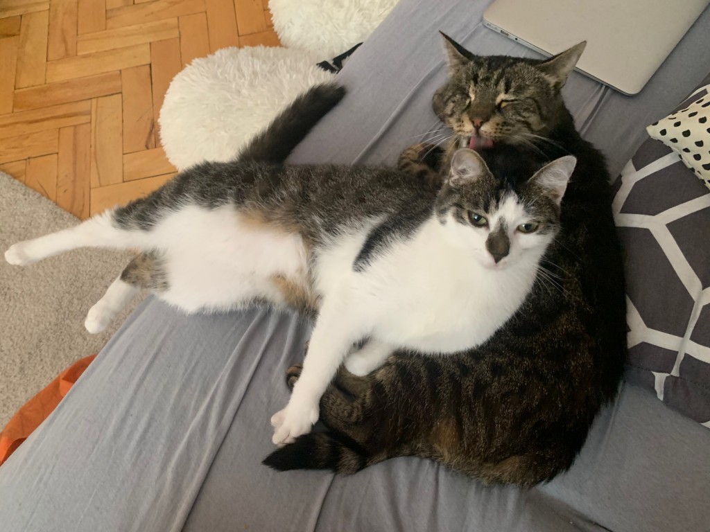 Adoptusie. Jadzia i Lula - w domu :)