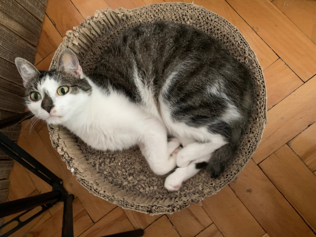 Adoptusie. Jadzia i Lula - w domu :)