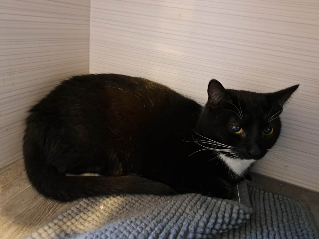 Mięta i jej dzieci. Bazylia – szczęśliwa adopcja :)