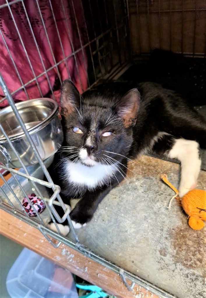 Adoptusie. Tango – gdy świat pozostaje w cieniu. W domu :)