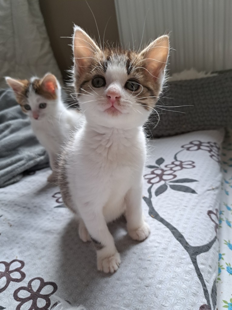 Adoptusie. Kłosek. W domu :)