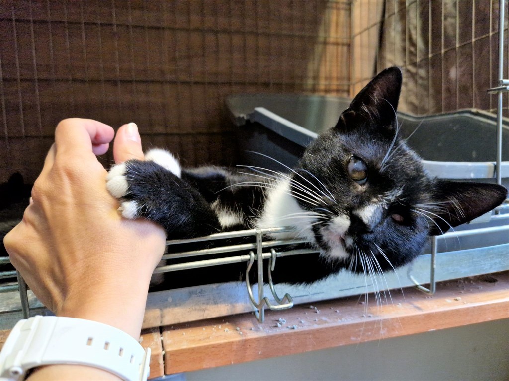 Adoptusie. Tango – gdy świat pozostaje w cieniu. W domu :)
