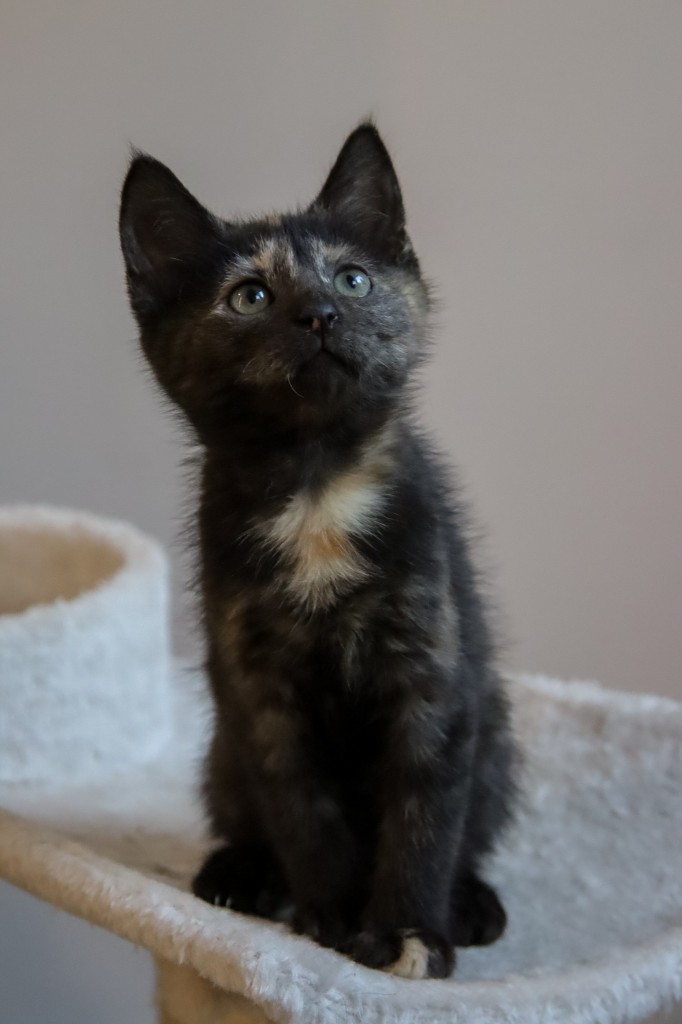 Adoptusie. Czółko – adoptowana :)