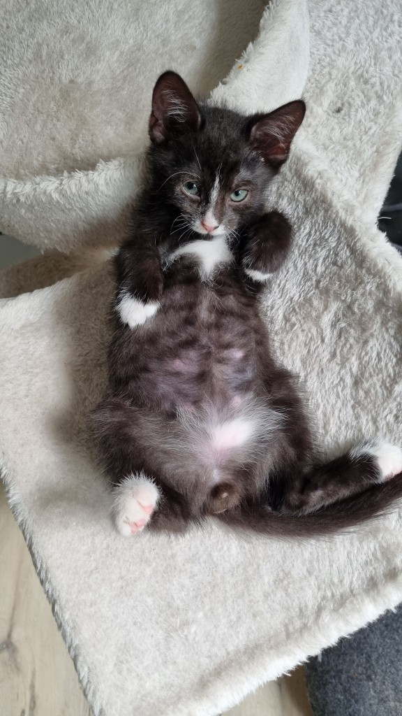 Adoptusie. Wąsik - w domu :)