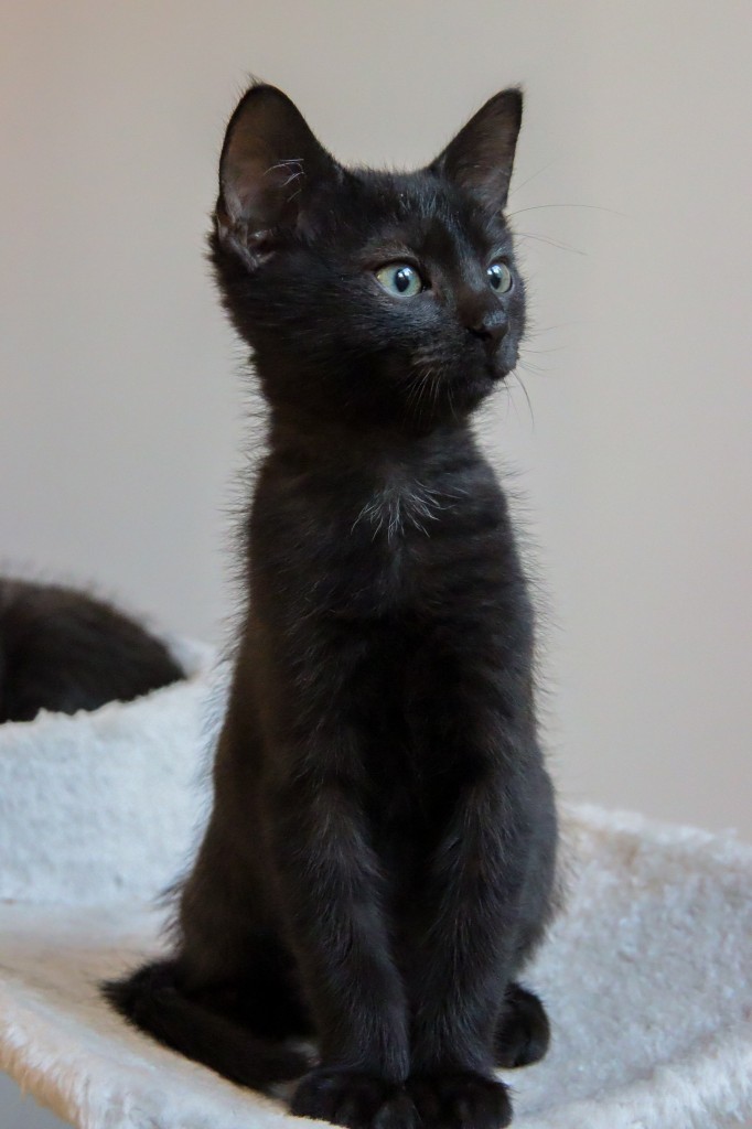 Adoptusie. Dymek - koci nastolatek. W domu :)