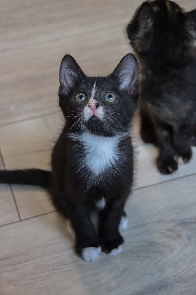 Adoptusie. Wąsik - w domu :)