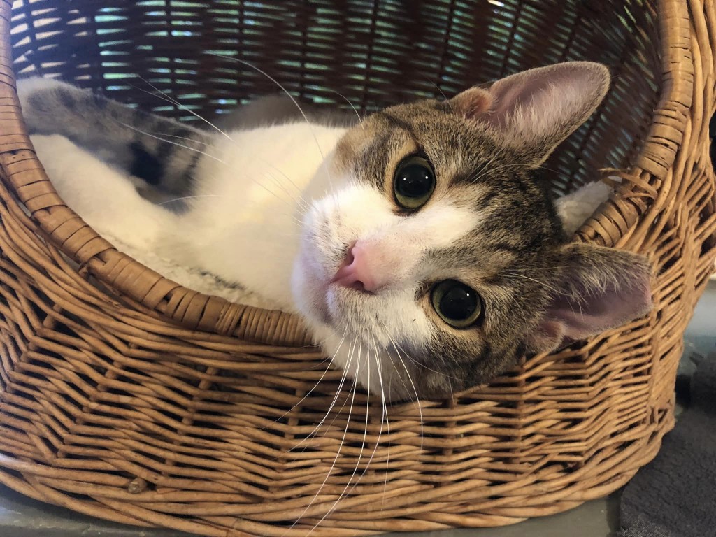 Adoptusie. Gaduła - w domu:)