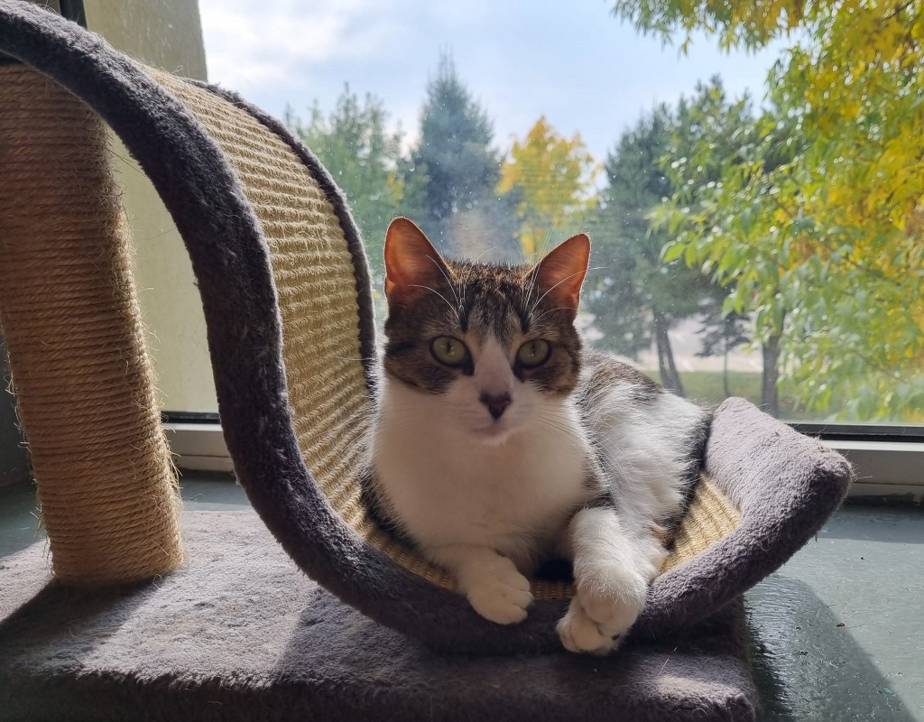 Adoptusie. Figa - troszkę nieśmiała piękność. W domu :)