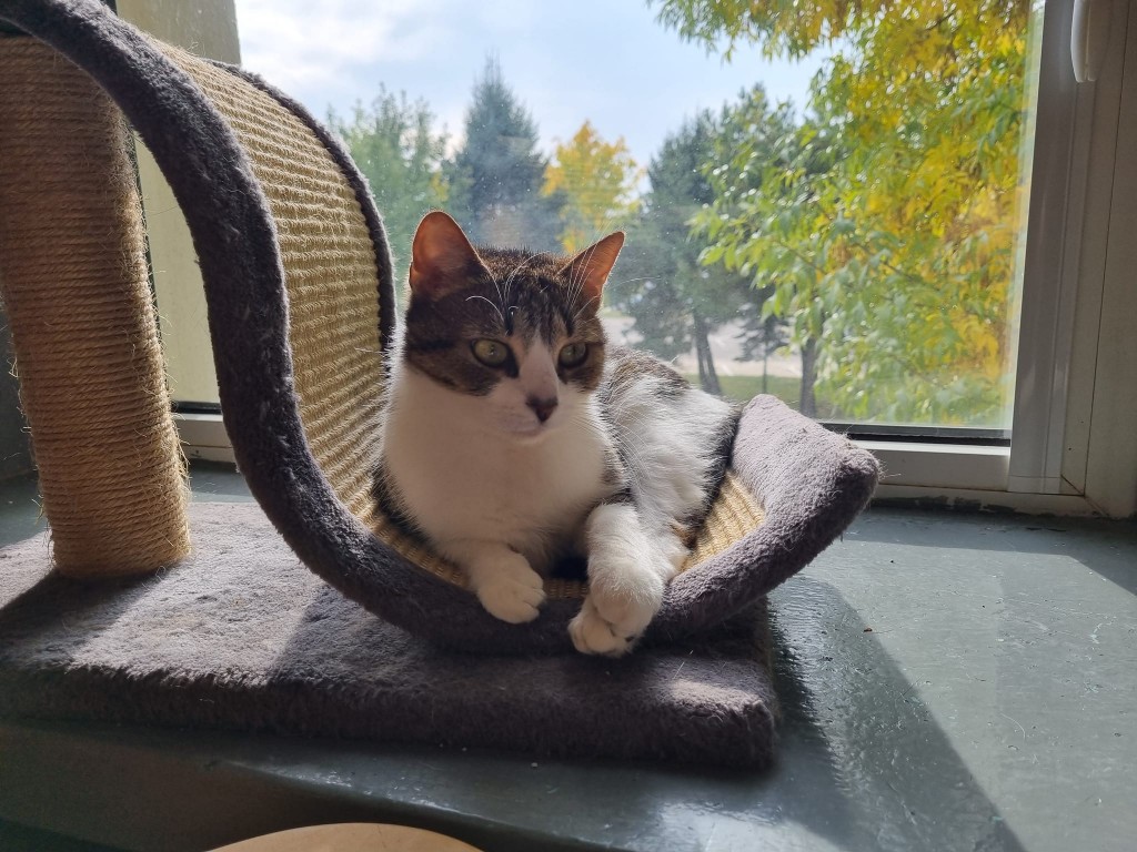 Adoptusie. Figa - troszkę nieśmiała piękność. W domu :)