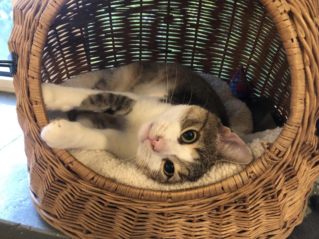 Adoptusie. Gaduła - w domu:)