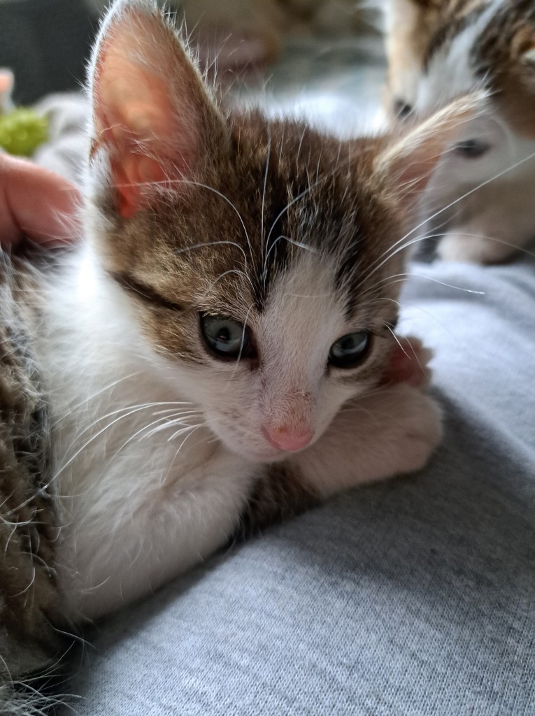 Adoptusie. Kłosek. W domu :)