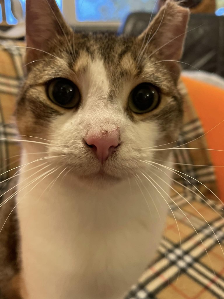 Adoptusie. Gaduła - w domu:)