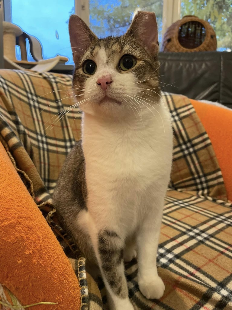 Adoptusie. Gaduła - w domu:)