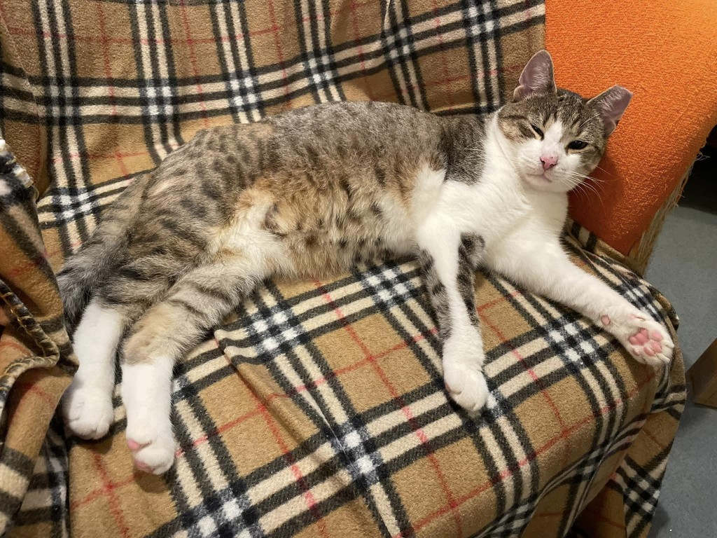 Adoptusie. Gaduła - w domu:)