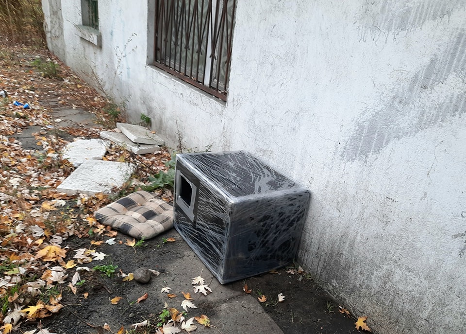 Koty z Bałut. Już zdrowe!