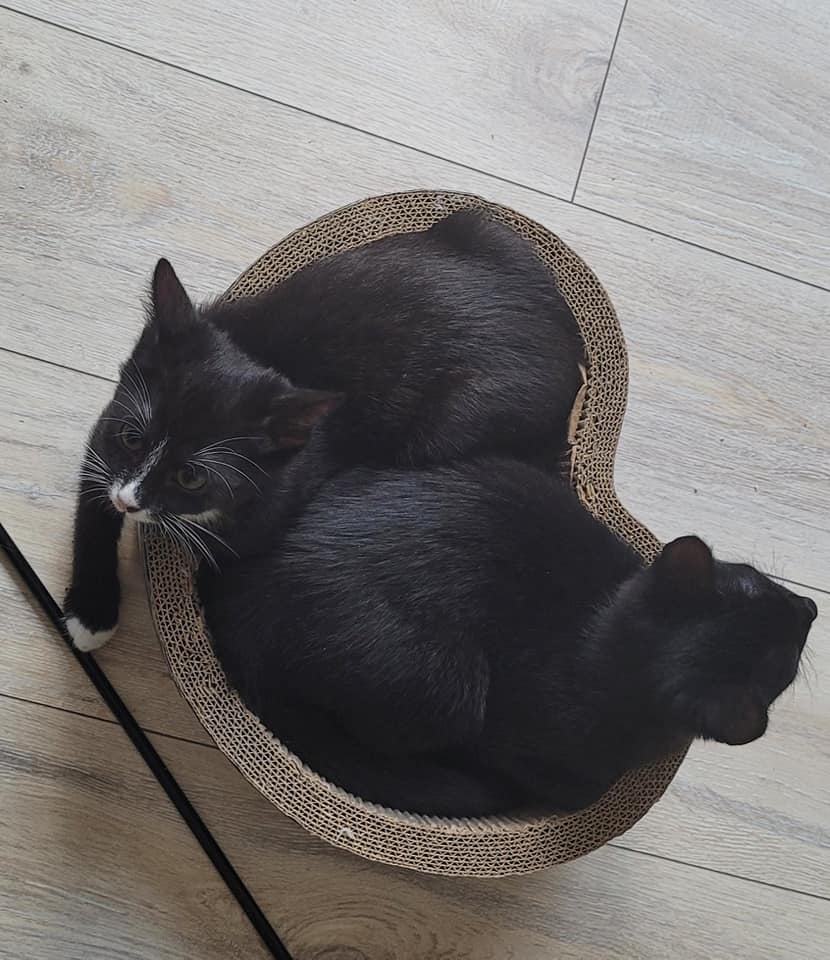 Adoptusie. Wąsik - w domu :)