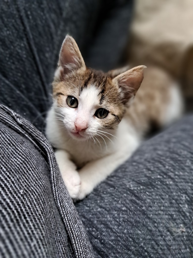 Adoptusie. Kłosek. W domu :)