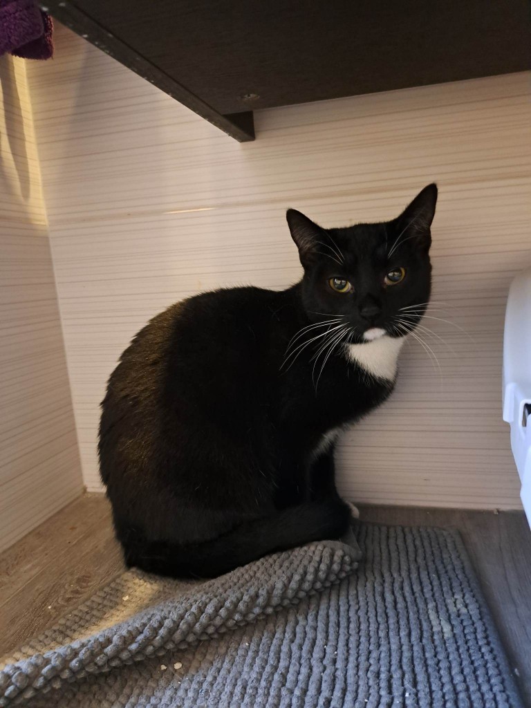 Mięta i jej dzieci. Bazylia – szczęśliwa adopcja :)