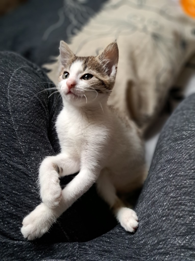 Adoptusie. Kłosek. W domu :)
