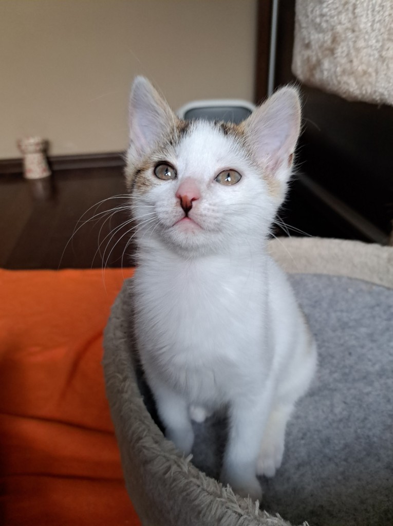 Adoptusie. Pszeniczka. W domu :)